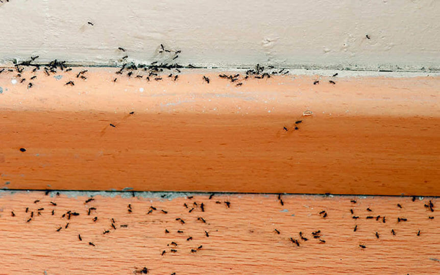 How to get rid of ants in apartment